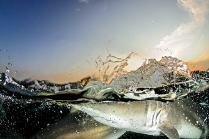 ~ A Splish And A Splash ~ by Geo Cloete 